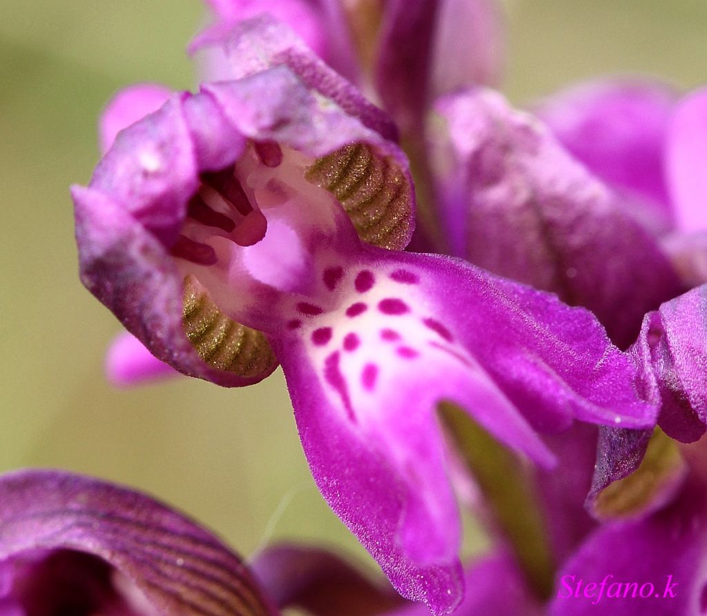 Da identificare ! Anacamptis morio